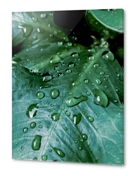 closeup green leaf texture with drop of water Acrylic prints by Timmy333