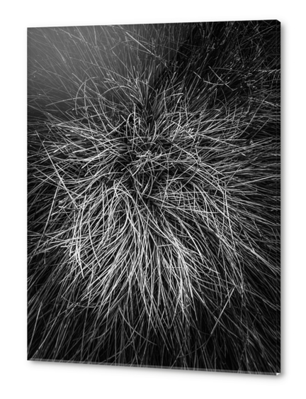 closeup grass texture in black and white Acrylic prints by Timmy333