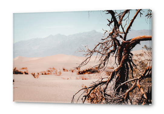 Tree branch with sand desert and mountain view at Death Valley national park California USA Acrylic prints by Timmy333