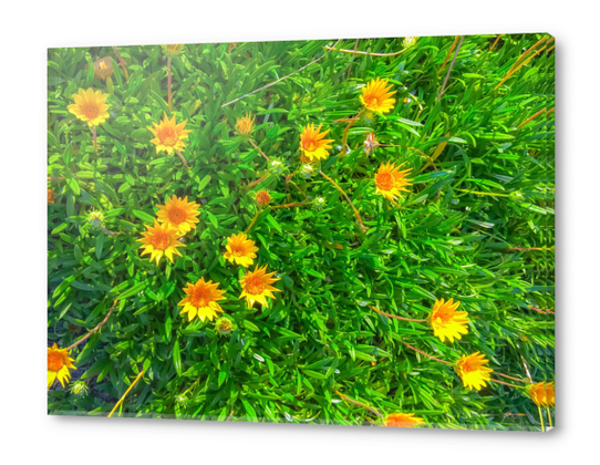 blooming yellow flowers field with green leaves Acrylic prints by Timmy333