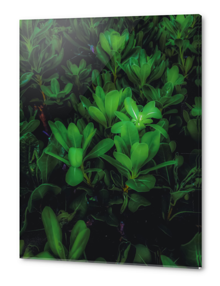 Closeup green leaves plant garden texture background Acrylic prints by Timmy333