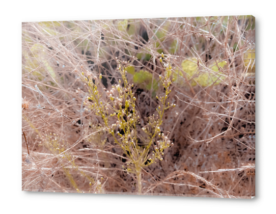 Closeup green plant and dry grass field background Acrylic prints by Timmy333