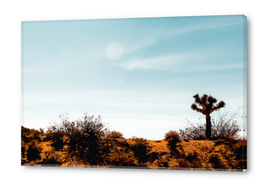 Cactus and desert view at Red Rock Canyon State Park California USA Acrylic prints by Timmy333