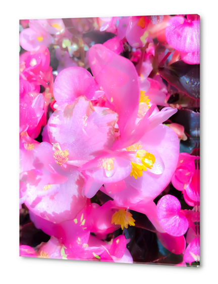 closeup blooming pink flowers with yellow pollen Acrylic prints by Timmy333