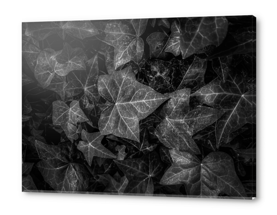 closeup ivy leaves texture background in black and white Acrylic prints by Timmy333