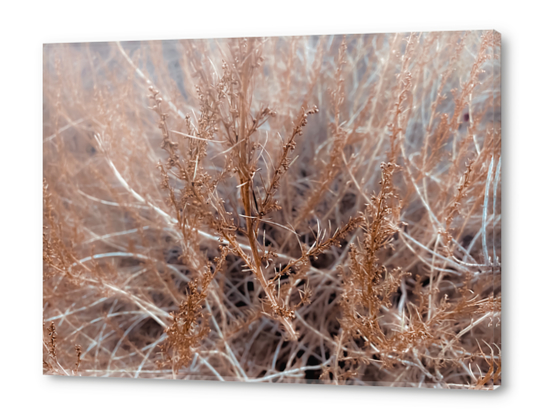 Closeup dry brown plant texture abstract background Acrylic prints by Timmy333