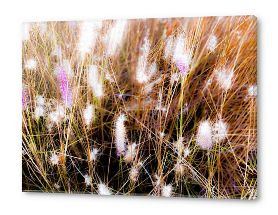 Closeup blooming pink grass flowers field abstract Acrylic prints by Timmy333