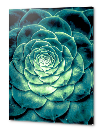 closeup green succulent plant leaves background Acrylic prints by Timmy333