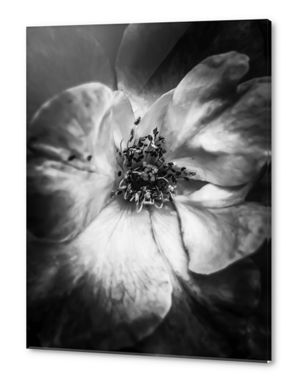 closeup blooming rose in black and white Acrylic prints by Timmy333