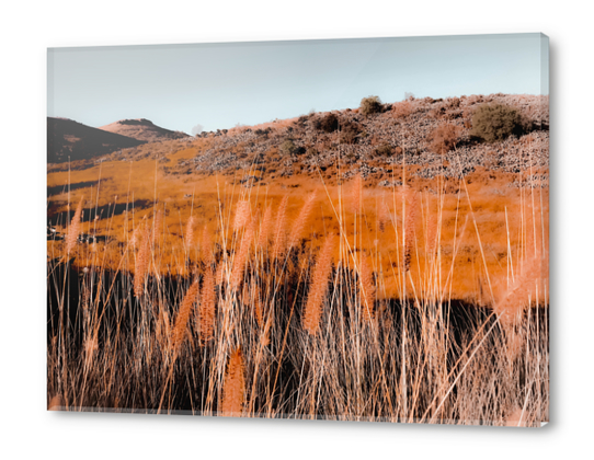 Closeup blooming grass flowers field with blue sky background Acrylic prints by Timmy333