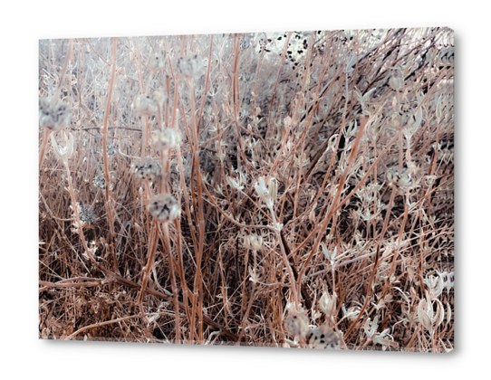 Closeup blooming dry flowers with grass field background Acrylic prints by Timmy333