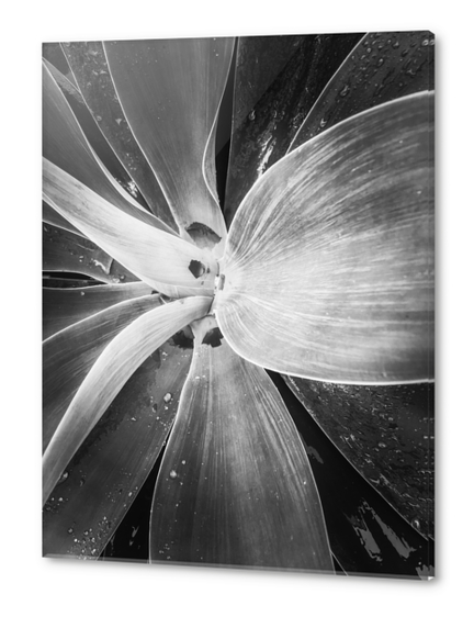 succulent leaves texture in black and white Acrylic prints by Timmy333