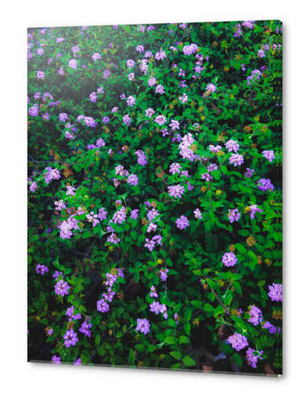 blooming purple flowers with green leaves Acrylic prints by Timmy333