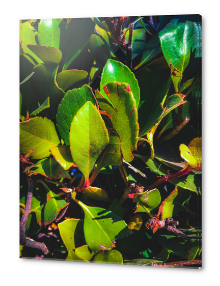 closeup green leaves garden texture background Acrylic prints by Timmy333