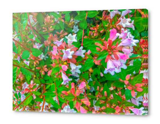 closeup blooming pink flowers with green leaves Acrylic prints by Timmy333