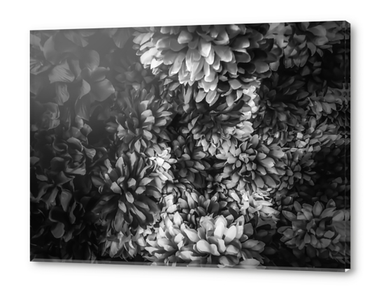 blooming flowers abstract background in black and white Acrylic prints by Timmy333