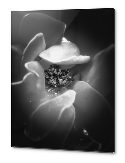 blooming rose with pollen in black and white Acrylic prints by Timmy333