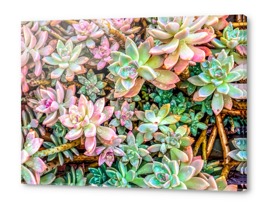 green and pink succulent plant garden Acrylic prints by Timmy333