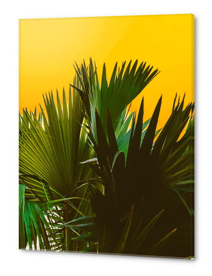 Closeup green tropical palm leaves with yellow background Acrylic prints by Timmy333