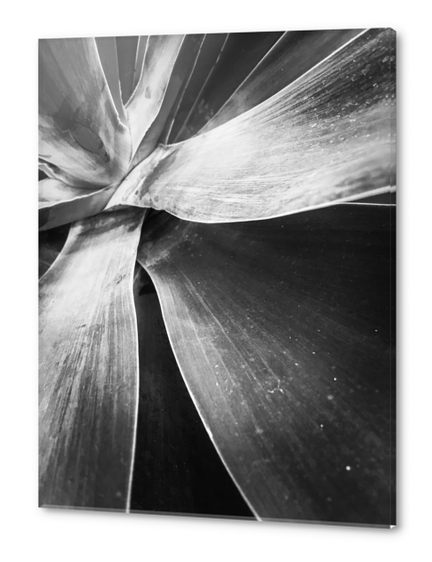 closeup succulent plant texture in black and white Acrylic prints by Timmy333