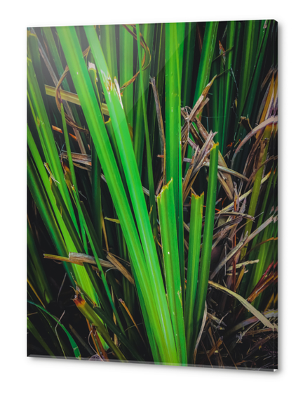 green leaves texture background Acrylic prints by Timmy333