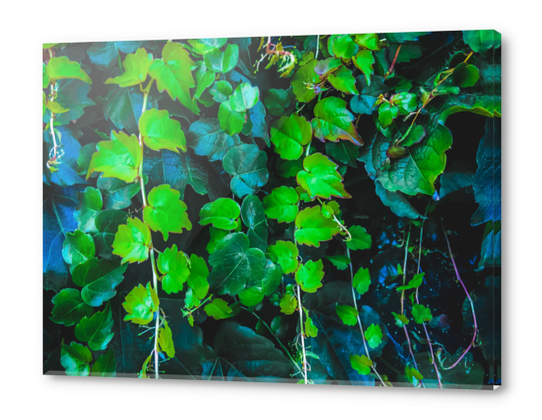 green ivy leaves texture background Acrylic prints by Timmy333