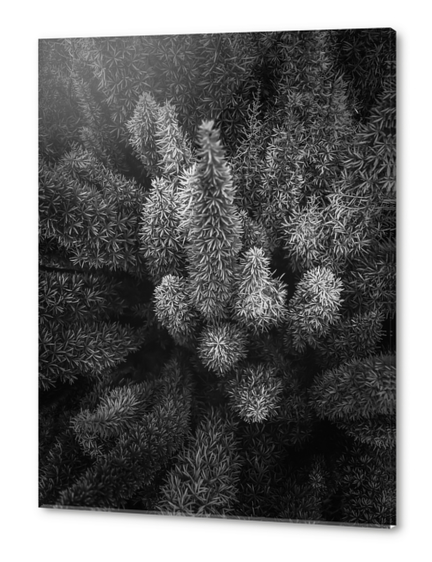 closeup succulent plant garden in black and white Acrylic prints by Timmy333