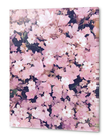 blossom blooming pink flower texture pattern abstract background Acrylic prints by Timmy333