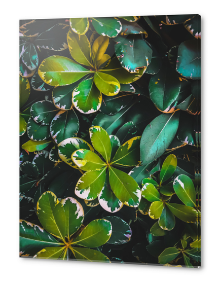 green leaves plant texture background Acrylic prints by Timmy333