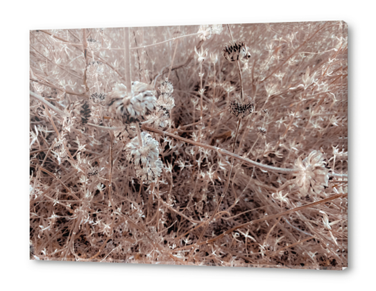 blooming dry flowers with brown dry grass texture abstract Acrylic prints by Timmy333