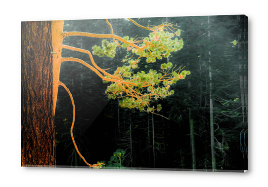 closeup green pine tree in the wood at Lake Tahoe, USA Acrylic prints by Timmy333