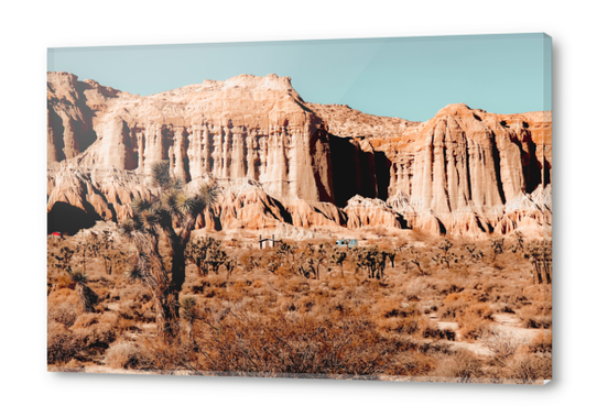 Cactus in the desert at Red Rock Canyon State Park California USA Acrylic prints by Timmy333