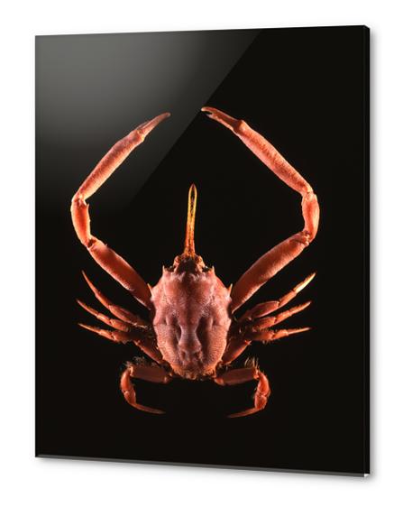 Crabe Acrylic prints by Mermet