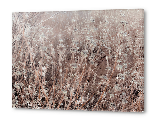 blooming dry flowers with brown dry grass background Acrylic prints by Timmy333