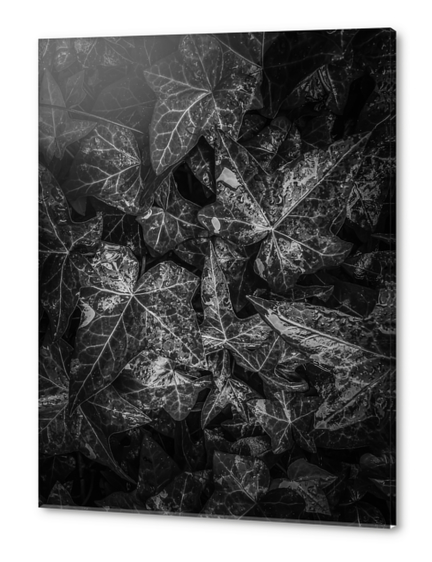 ivy leaves plant texture background in black and white Acrylic prints by Timmy333