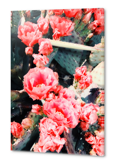 closeup blooming red cactus flower texture background Acrylic prints by Timmy333