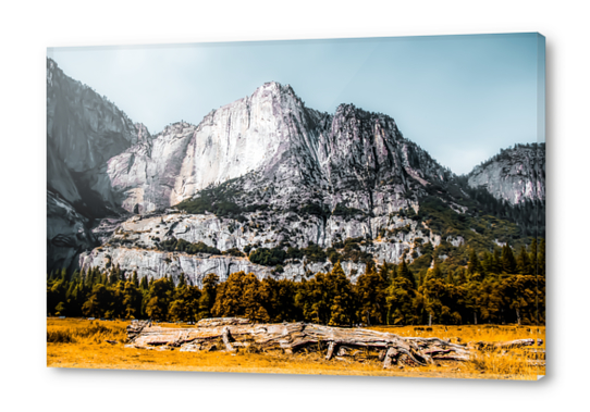 Mountains with dry field and pine tree view at Yosemite national park, California, USA Acrylic prints by Timmy333