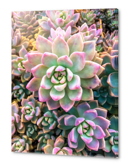 closeup green and pink succulent plant background Acrylic prints by Timmy333