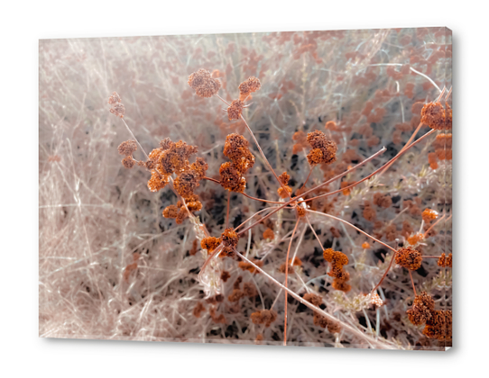 blooming dry flowers with brown dry grass abstract background Acrylic prints by Timmy333