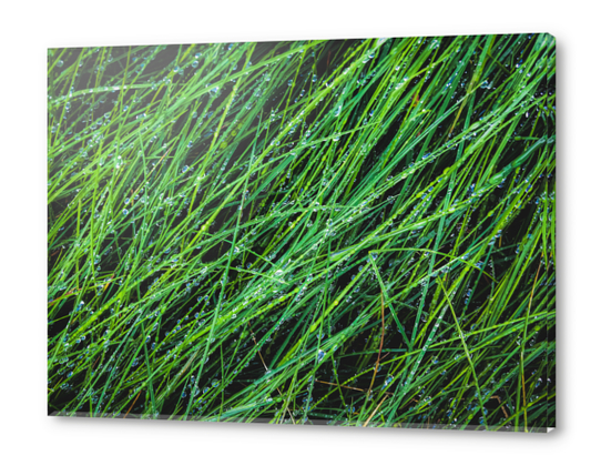 closeup green grass field texture with water drop Acrylic prints by Timmy333