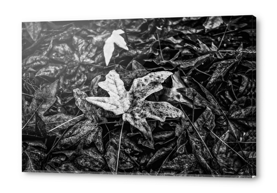 maple leaves in black and white Acrylic prints by Timmy333