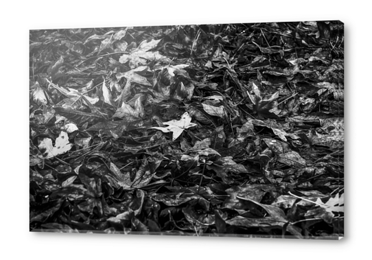 maple leaves texture abstract in black and white Acrylic prints by Timmy333