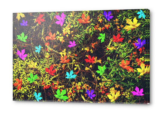 maple leaf in blue red green yellow pink orange with green creepers plants background Acrylic prints by Timmy333