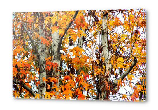 autumn maple leaves background Acrylic prints by Timmy333