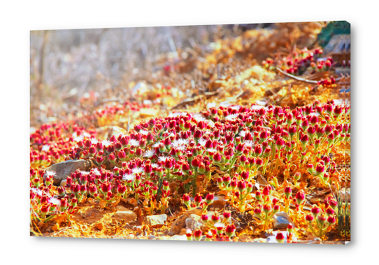 closeup red flower with green leaf background Acrylic prints by Timmy333