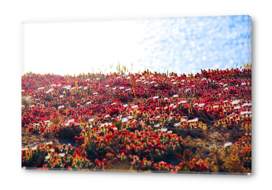 closeup red flower with blue ocean background in summer Acrylic prints by Timmy333