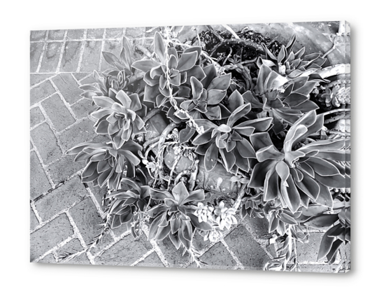 succulent plant with brick floor background in black and white Acrylic prints by Timmy333