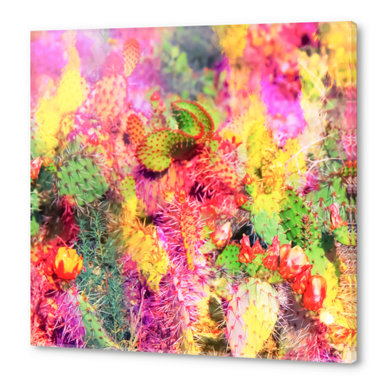 green cactus with flower in the desert with colorful painting abstract background  Acrylic prints by Timmy333