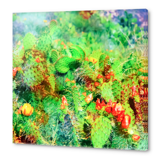 green cactus with yellow and red flower in the desert Acrylic prints by Timmy333