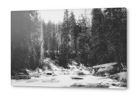 snow at Sequoia national park, USA in black and white Acrylic prints by Timmy333